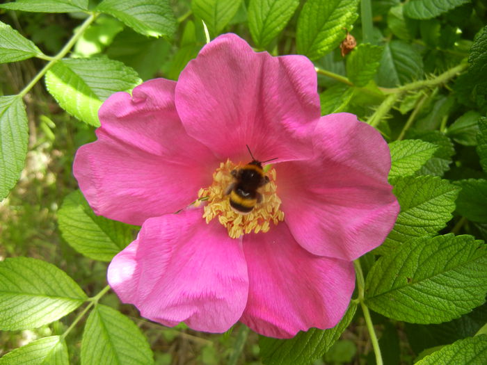 Bumblebee on Rosa rugosa (2014, May 09) - BEES and BUMBLEBEES
