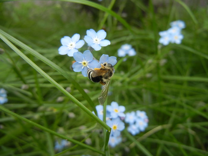 Bee on Myosotis alpestris (2014, May 10) - BEES and BUMBLEBEES