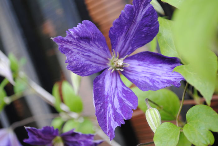 clematis Tie Dye