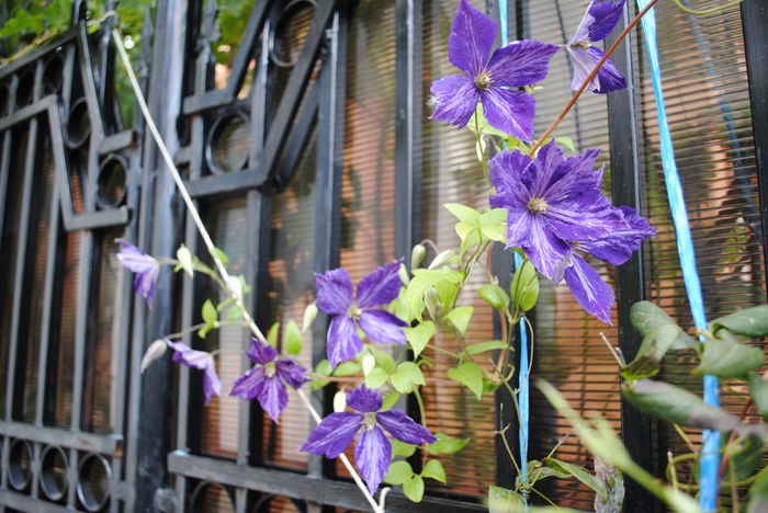 clematis Tie Dye