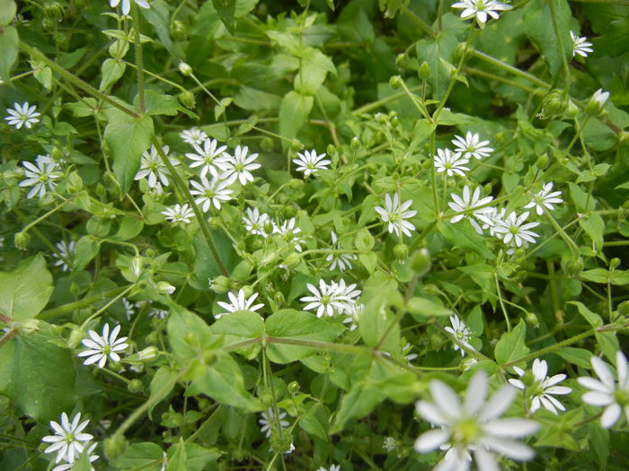 Stellaria media (2014, May 11) - Stellaria media_Chickweed