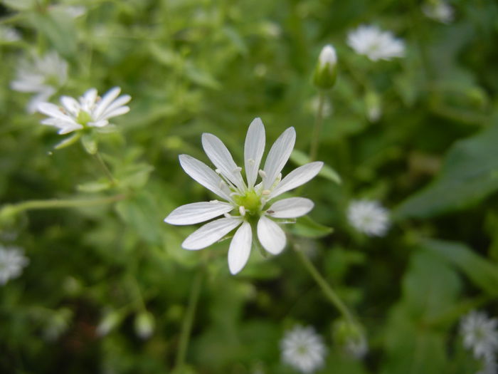 Stellaria media (2014, May 11)