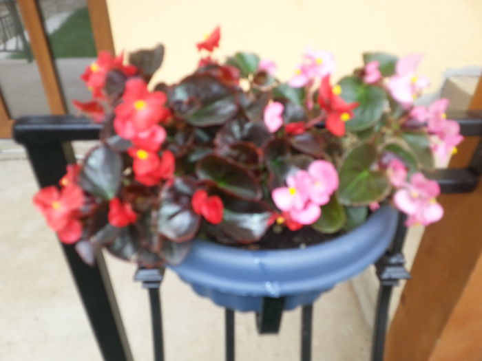 20140905_143636 - Flori de balcon
