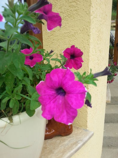 20140905_143020 - Flori de balcon