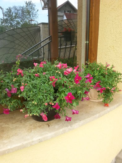 20140905_143028 - Flori de balcon