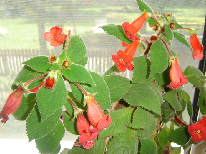 17; a avut foarte multe flori dar cred ca sunt ultimile
