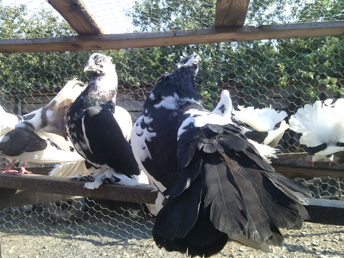 VEDETA - 18_POZE CU PORUMBEII