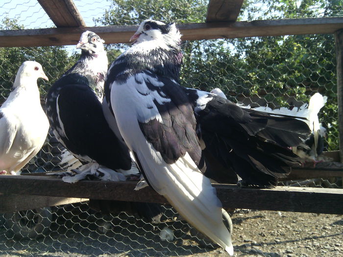 VEDETA - 18_POZE CU PORUMBEII