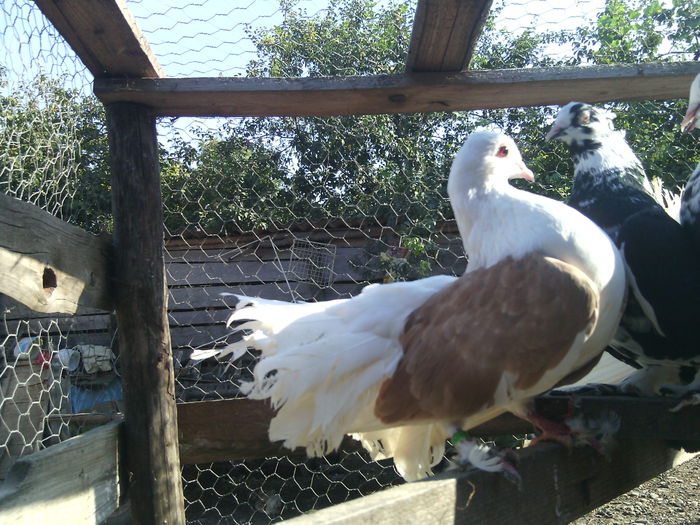 CAPACIT PE GALBEN - 18_POZE CU PORUMBEII