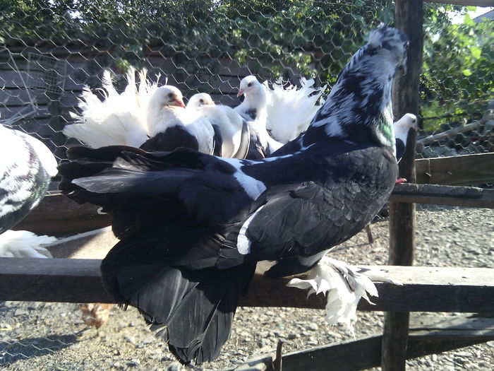 FEMELA INDIAN - 18_POZE CU PORUMBEII