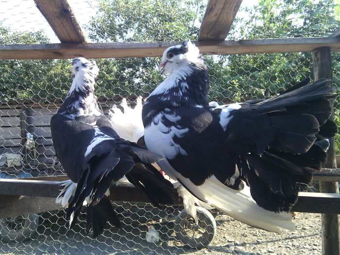 FEMELA INDIAN - 18_POZE CU PORUMBEII