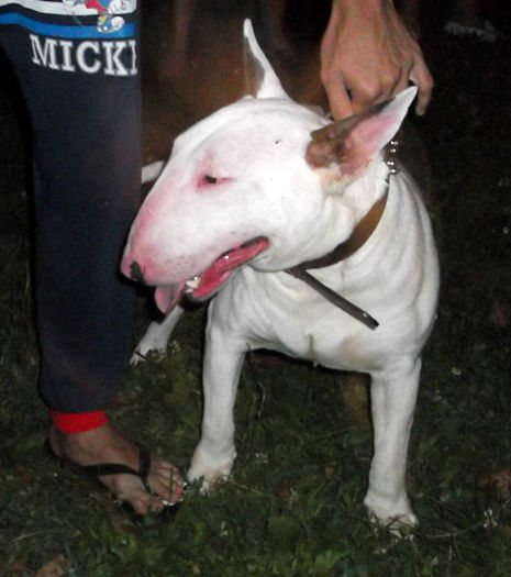  - BULLTERRIER de vanzare - VANDUTI