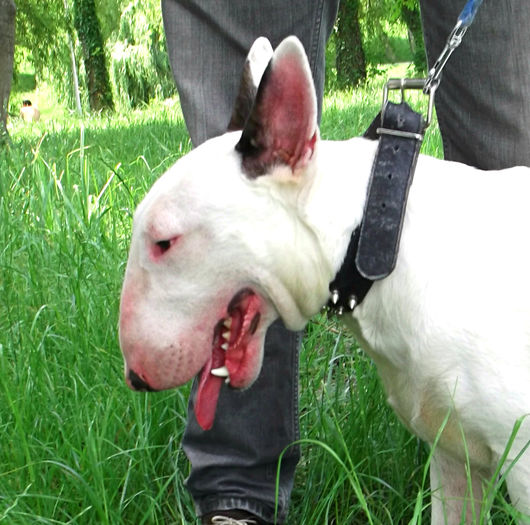  - BULLTERRIER de vanzare - VANDUTI