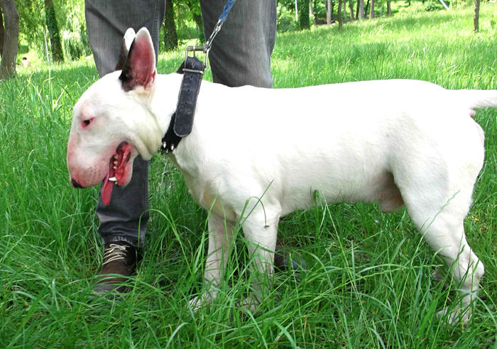  - BULLTERRIER de vanzare - VANDUTI