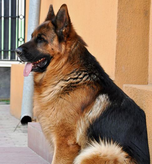 Campionul European din 2012, Bosco de Domus Didacus - Ciobanesc German cu pedigree pt MONTA