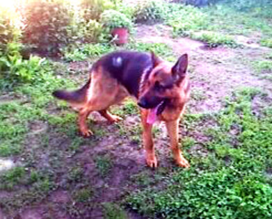  - Ciobanesc German cu pedigree pt MONTA