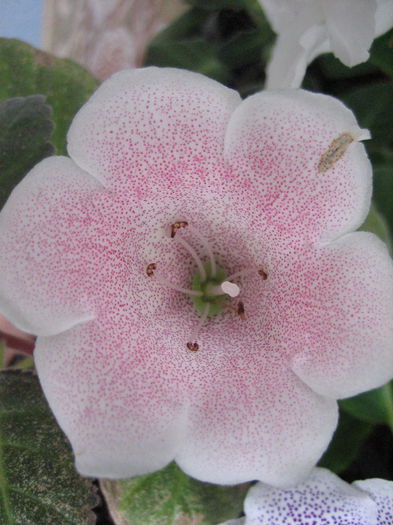 TIGRINA PINK - Gloxinii 2014