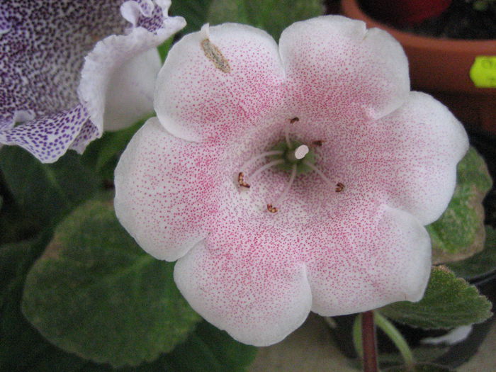 TIGRINA PINK - Gloxinii 2014