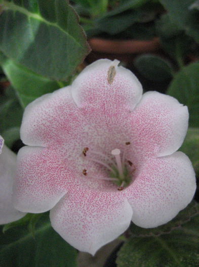 TIGRINA PINK - Gloxinii 2014