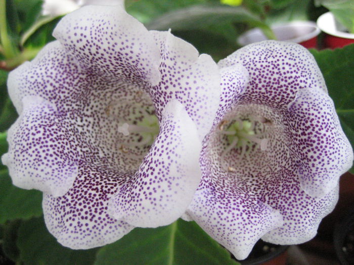 SPECIOSA HIBRID - Gloxinii 2014