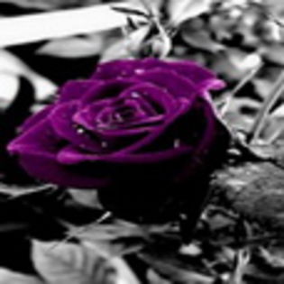 avatare_flori_858 - xo_Flori_xo