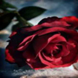avatare_flori_852 - xo_Flori_xo