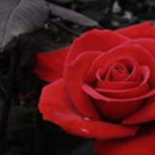 avatare_flori_853 - xo_Flori_xo