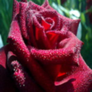 flori4 - www.avatareselecte.com - xo_Flori_xo