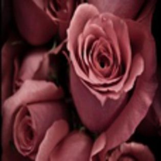 avatare_flori_357 - xo_Flori_xo