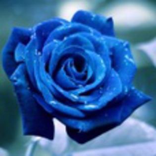 avatare_flori_375 - xo_Flori_xo