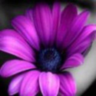 avatare_flori_379 - xo_Flori_xo
