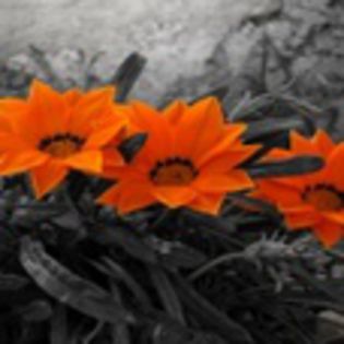 avatare_flori_390 - xo_Flori_xo