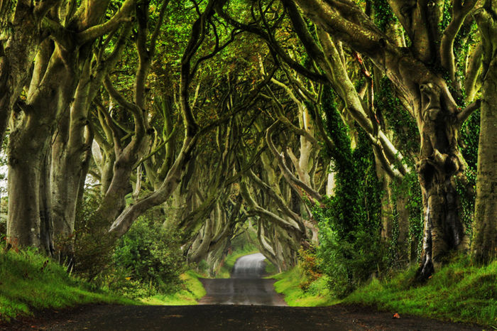 Padurea Dark Hedges-Irlanda; Dark Hedges=garduri intunecate;fagii de peste 300 de ani dau impresia unei paduri fermecate
