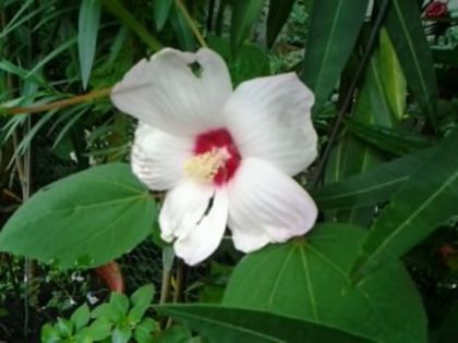 hibiscus de grădină