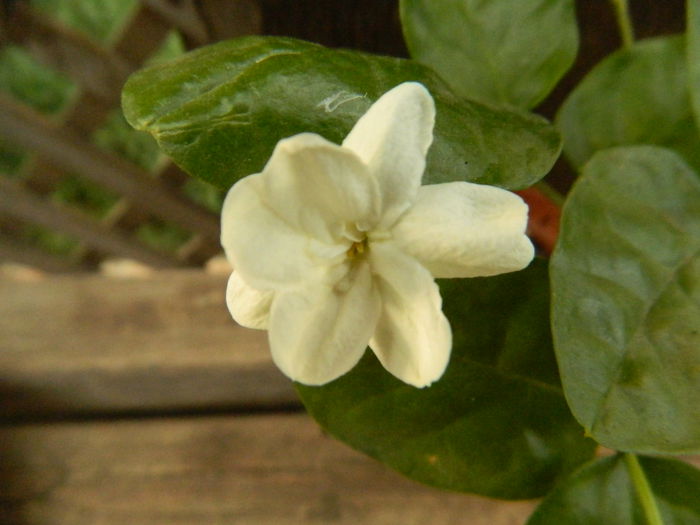 Jasmin sambac Maid of Orleans... - hibiscusi de vara si altele