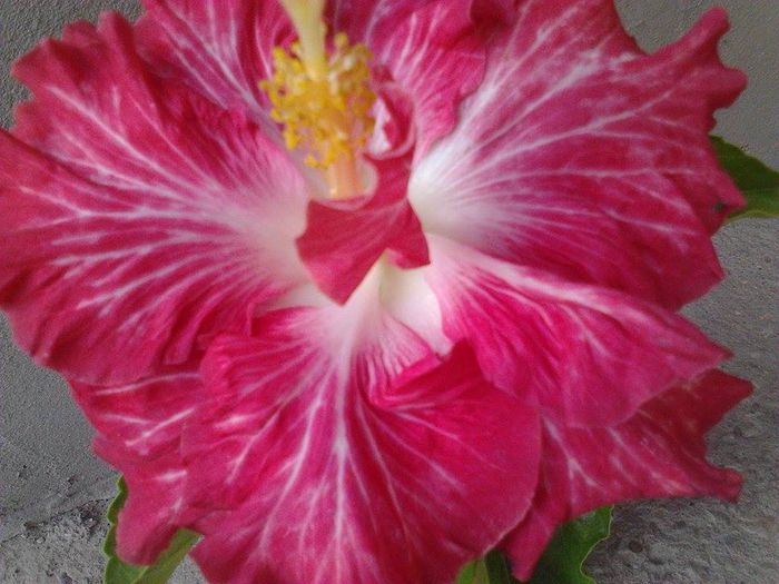 10643194_1538579776377871_1741237591_n - hibiscusi 2014-2