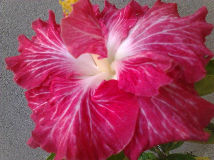 10660427_1538579859711196_1637101695_n - hibiscusi 2014-2