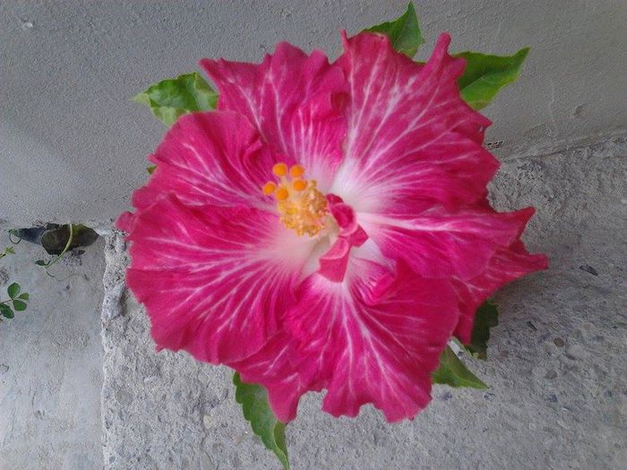 10660596_1538580016377847_1596483803_n - hibiscusi 2014-2