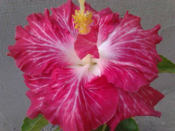 10660803_1538579849711197_1026783875_n - hibiscusi 2014-2