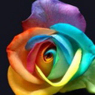 avatare_flori_274 - xo_Flori_xo