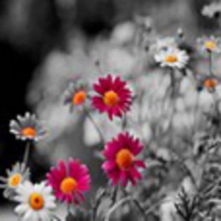 avatare_flori_283