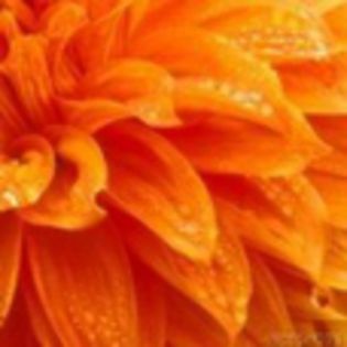 avatare_flori_289 - xo_Flori_xo