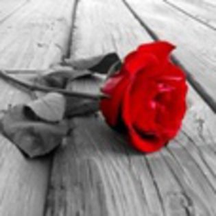 avatare_flori_271 - xo_Flori_xo
