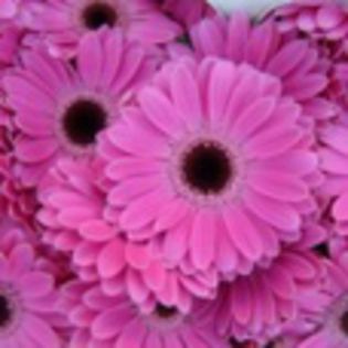 avatare_flori_292 - xo_Flori_xo