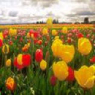 avatare_flori_295