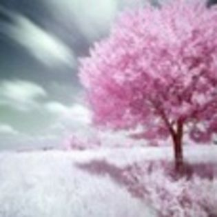 avatare_flori_299