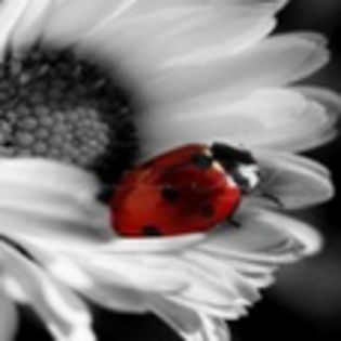 avatare_flori_301