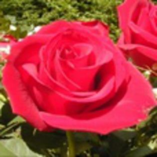 avatare_flori_302