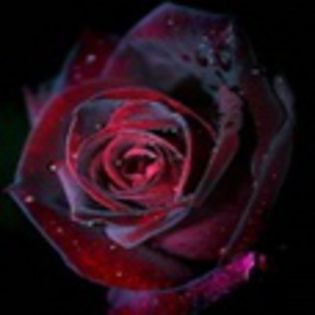 avatare_flori_303