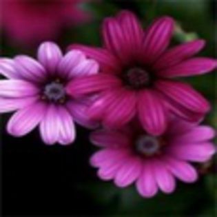 avatare_flori_307